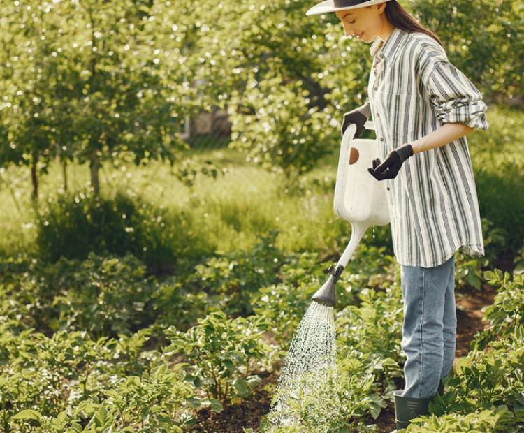 Woman watering the plants