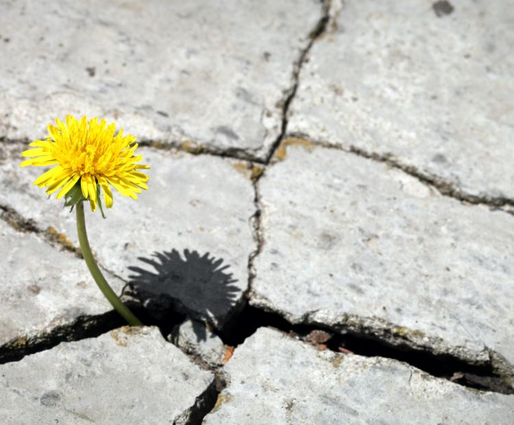 Flower under the heat of the sun